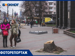 Проспект пеньков появился в Воронеже 