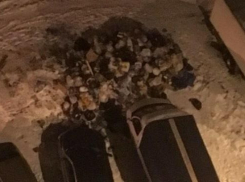 Жители воронежской многоэтажки взвыли волком от стихийной свалки во дворе