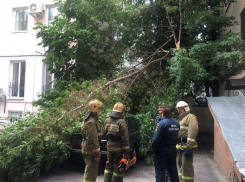 В районе Воронежского госуниверситета упавшая ветка скрыла черную иномарку
