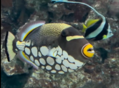 Хрюкающую рыбу показали в Воронежском океанариуме