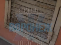 Воронежцев обеспокоила судьба «замурованного» в подвале котенка – опубликовано душераздирающее видео