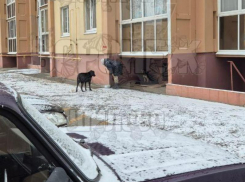 «Хоть в лоб, хоть по лбу», - кормежка во дворе возмутила воронежцев