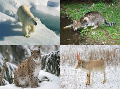 В Воронежскую область могут запретить ввоз диких животных