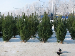 В Воронеже «живые» ёлки и сосны на Новый год можно купить с 19 декабря 