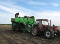 У воронежского картофеля нашли заболевание — рак