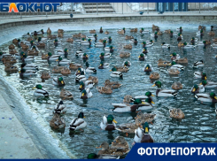 Утиный рай на расстоянии вытянутой руки появился в Воронеже
