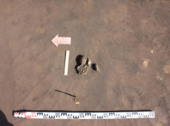 Череп младенца и старинную керамику откопали под Воронежем 