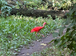 Воронежские тропики: по городу гуляет сбежавшая экзотическая птица