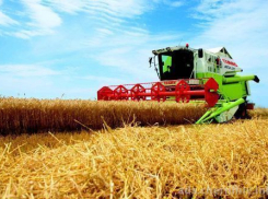 Воронежские аграрии намолотили второй миллион тонн зерна с полей региона