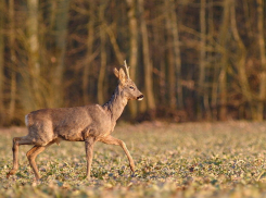 Житель Воронежской области на трассе спас косулю, которую сбил автомобиль