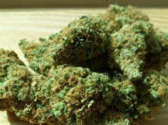 Под Воронежем дома у мужчины правохранители нашли 27 грамм конопли