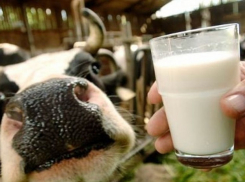 В Каменском районе открыт крупный молочный комплекс