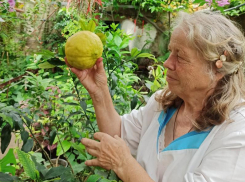 Лимон-гигант обнаружен в Воронеже