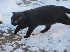 С заморозков и снега начнется рабочая неделя в Воронеже 