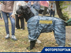 Полицейский пес и питомцы размером с кошку: что увидели воронежцы на выставке собак 