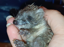 Крошку-ежика показали на фото в Воронеже