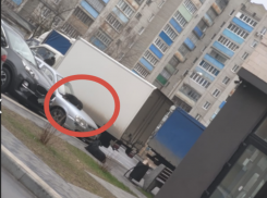 Самые дорогие «лежанки» для собак показали на фото в Воронеже 