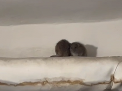 Парочка неприятных соседей поселилась в воронежской многоэтажке 