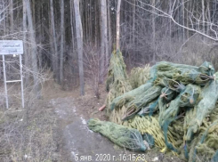 Кладбище праздничного настроения нашли в воронежском лесу 