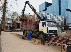 Около Дома офицеров в Воронеже срубили все пылящие тополя