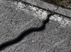 О ползучих пешеходах предупредили воронежцев