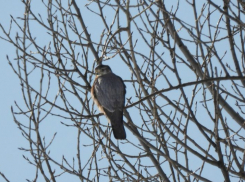 Редкого «маленького сокола» заметили в Хоперском заповеднике в Воронежской области