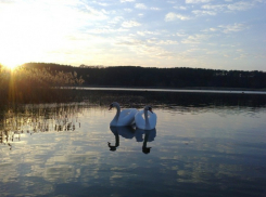В Воронеже в Масловском заливе рядом с лебедями плавают фекалии (ФОТО)