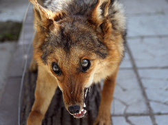 Воронежский губернатор велел разобраться с бешенством в Сомово