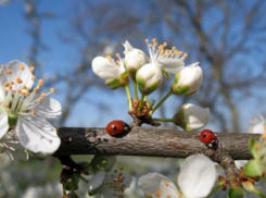 Воронеж ждет потепление в эти выходные