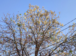 Каштаны цветут в Воронеже последний раз – мэрия отказалась спасать уникальные аллеи