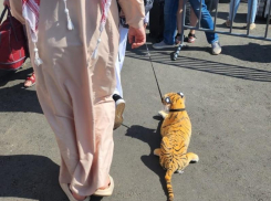 «Шейх» продолжает выгуливать тигра на улицах Воронежа 