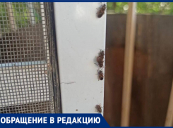 Сосущий вредитель беспокоит жителей Воронежа