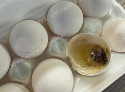 Просто мерзость: черные яйца напугали жителей Воронежа