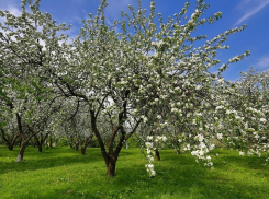 В Воронеже затевается митинг против застройки яблоневого сада