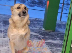 «И радостно, и грустно», – собака с тремя лапами крайне взволновала жителей Воронежа