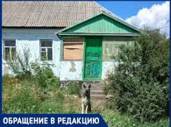 Две собаки почти месяц остаются запертыми в доме без хозяйки в Воронежской области