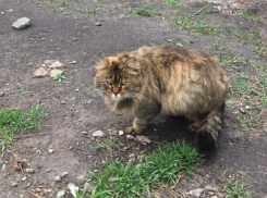 Огромный пушной зверь ожидает новогоднего чуда, замерзая на улице в Воронеже 