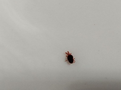 Таинственных клещей заметили в хурме в Воронежской области