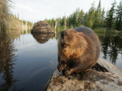 Воронежцев приглашают погладить живых бобров