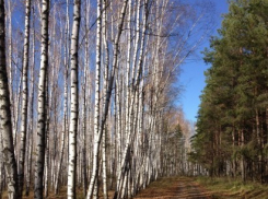 Алексей Карякин вмешался в историю с возможной вырубкой леса рядом с дачей Александра Гусева