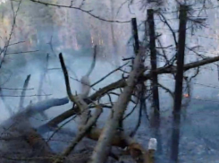 Неизвестные подожгли лес в Воронеже – опубликовано видео