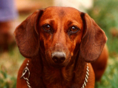 Неадекватный воронежец залаял на таксу, а затем выбил ей глаз