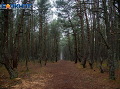 «Игра престолов» по-воронежски: за что директор заповедника написал заявление в полицию на главбуха