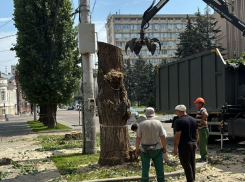 Мэрия разрешила застройщику уничтожить большие деревья в центре Воронежа