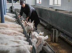 В воронежском Дивногорье решили открыть экоферму