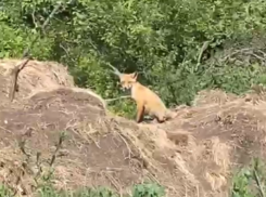 Рыжую красавицу с большим секретом засняли на видео под Воронежем