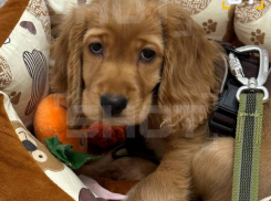  Подросток на байке хладнокровно переехал щенка на глазах у хозяйки в Воронежской области 