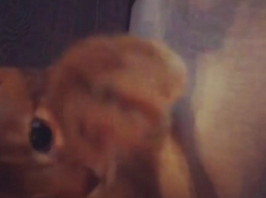 Впечатляющий прыжок кота в Воронеже попал на видео