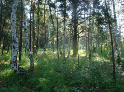 В Воронежской области будут реформировать лесное хозяйство