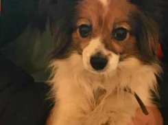 Шуру нашли в Воронежской области